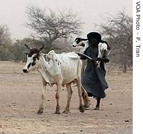 Nomad man with a cow  