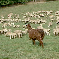 Chewbacca, the llama, guards a herd of sheep