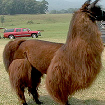 Well-groomed llama