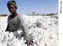 A Burkinabese farmer stands by cotton bolls in Pama, central Burkina Faso, 22 Jan 2007 