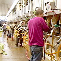 Food Safety Agroterrorism, dairy farm