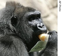 A Western Lowland Gorilla eats a frozen-juice treat prepared by its keeper at Franklin Park Zoo in Boston (file photo)