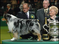 Chance - winner of Crufts dog show 2006