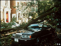 Fallen tree on a car