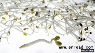 It is believed the bean sprouts were produced in Germany