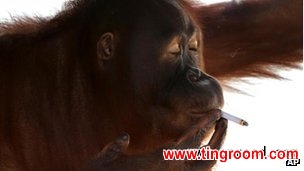 Tori has been smoking cigarettes thrown into her cage for a decade