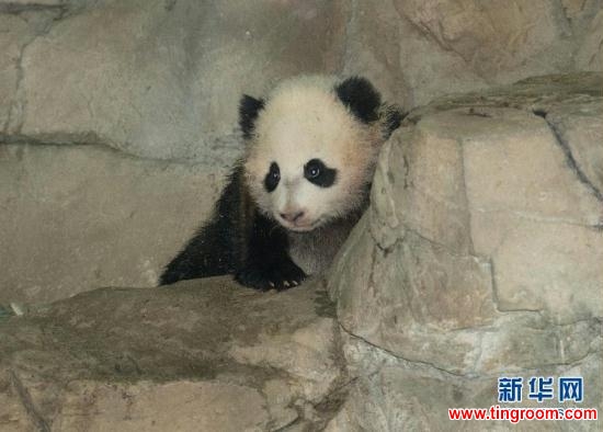 Infant panda "Baobao" in America. (Source: xinhuanet.com)<br><br>