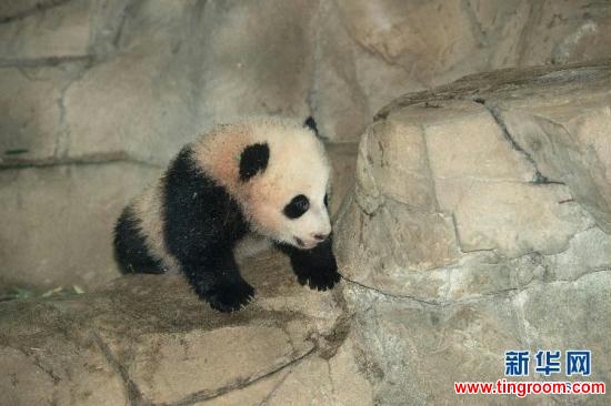 Infant panda "Baobao" in America. (Source: xinhuanet.com)<br><br>
