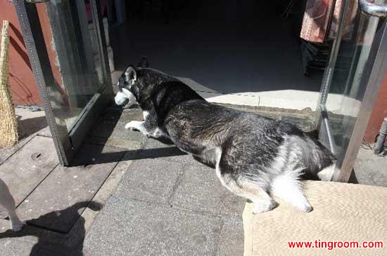 Nicknamed "Da Hei", he now gets around relatively well, and he's come a long way since his rescue.