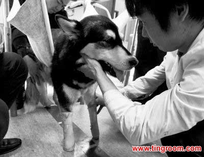 Nicknamed "Da Hei", he now gets around relatively well, and he's come a long way since his rescue.