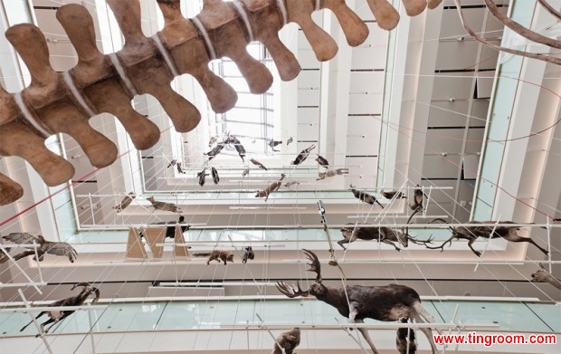 The exhibition, named "From the glacier to the forest", has the animals displayed vertically in the central hall, in up to five different layers.