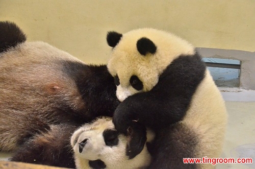 10-month-old Yuan Zai and its mother Yuan Yuan started a food fight in a Taipei Zoo.