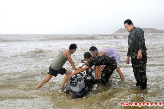 On Saturday, stormy seas caused a three-meter whale to wash ashore on a beach in Guangdong. With no equipment and facing a race against time, rescuers had to push the four-tom mammal by hand to deeper waters. 