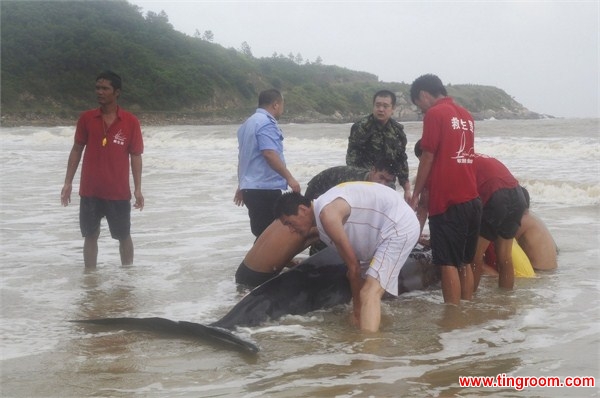 On Saturday, stormy seas caused a three-meter whale to wash ashore on a beach in Guangdong. With no equipment and facing a race against time, rescuers had to push the four-tom mammal by hand to deeper waters. 