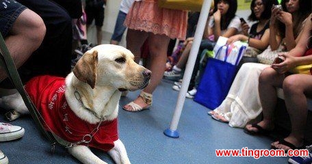 An important milestone has been reached, with guide dogs being allowed onto subway trains in Beijing. The new rule came into effect from May the 1st.