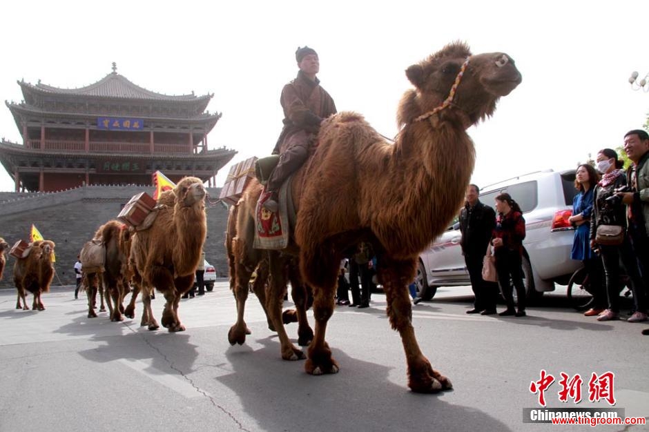 A total of 136 camels and many tea traders attracted hundreds of thousands of on-lookers while passing Zhangye City in China