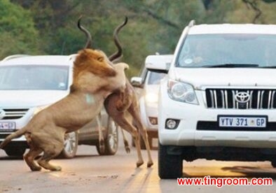惊险！雄狮公路猎杀羚羊 距游客仅1米