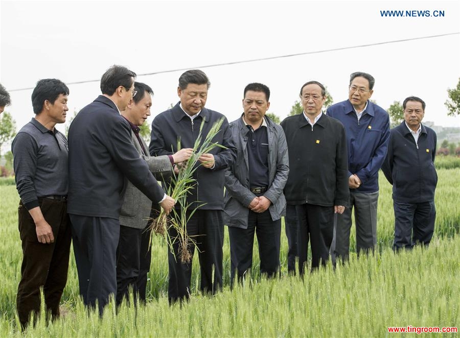 Chinese President Xi Jinping inspects the growth of wheat in Xiaogang Village of Fengyang County, Chuzhou City, east China