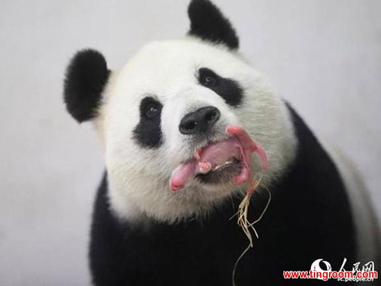 Chinese giant panda Hao Hao gave birth to a baby panda in the early hours of Thursday, Belgian animal park Pairi Daiza and the China Conservation and Research Center for the Giant Panda announced.